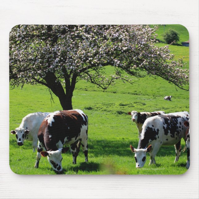 Mousepad Vaca entre macieiras florescentes na Normandia (Frente)
