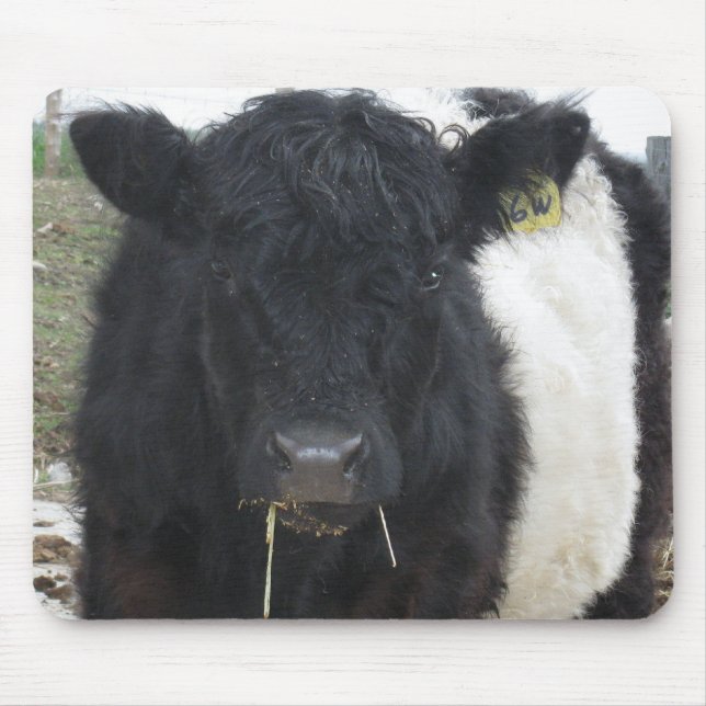 Mousepad Vaca Galloway Abaixo Comendo Hay (Frente)