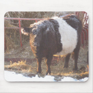 Mousepad Vaca Galloway Congelada Abaixo