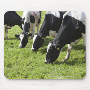 Mousepad Vacas de leiteria que pastam no pasto