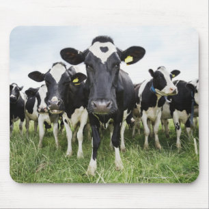 Mousepad Vacas em fila olhando para a câmera