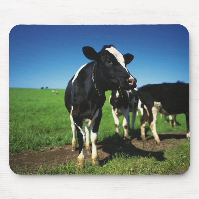 Mousepad Vacas Holstein num campo (Frente)
