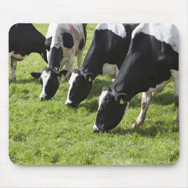 Mousepad Vacas leiteiras que pastam em pastagens (Frente)