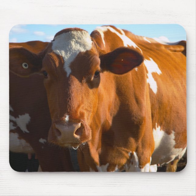 Mousepad Vacas na fazenda (Frente)
