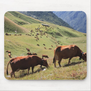 Mousepad vacas no vale de Tarentaise - raça de Tarine
