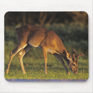Mousepad Veado branco, Odocoileus virginianus