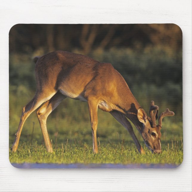 Mousepad Veado branco, Odocoileus virginianus (Frente)