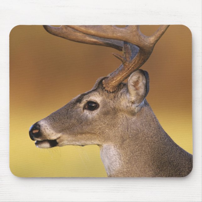 Mousepad Veado branco, Odocoileus virginianus, (Frente)