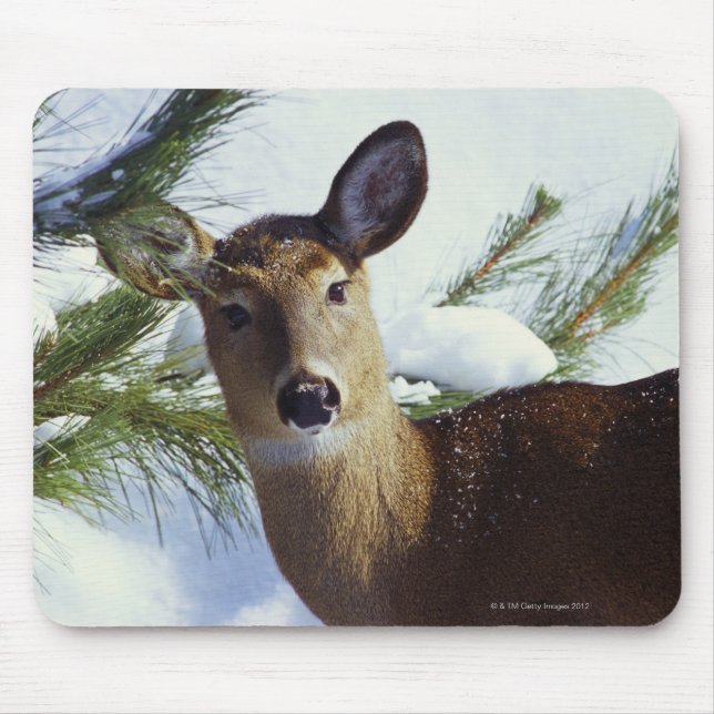 Mousepad Veado branco (Odocoileus virginianus) (Frente)