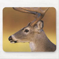 Veado-de-cauda-branca, Odocoileus virginianus,