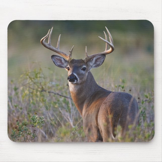 Mousepad veado-de-cauda-branca Odocoileus virginianus (Frente)