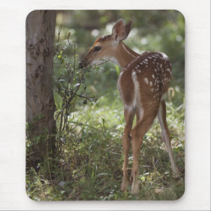 Mousepad Veado-mateiro, Odocoileus virginianus