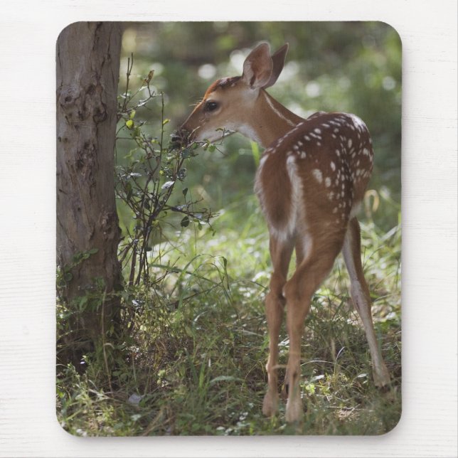 Mousepad Veado-mateiro, Odocoileus virginianus (Frente)