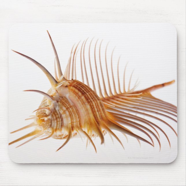 Mousepad Venus Comb Murex shell (Murex pectin) contra (Frente)