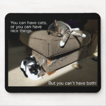 Verdade no tapete do rato de Meme do gato do