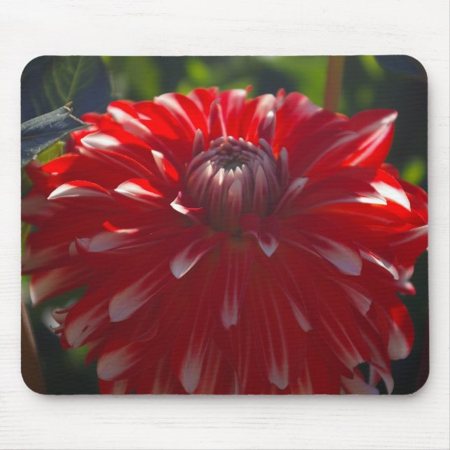 Mousepad vermelho da flor (Frente)