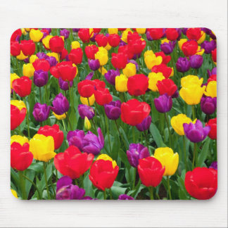 Mousepad vermelho, roxo, amarelo da tulipa