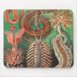 Mousepad Vermes, Annelids Chaetopoda por Ernst Haeckel