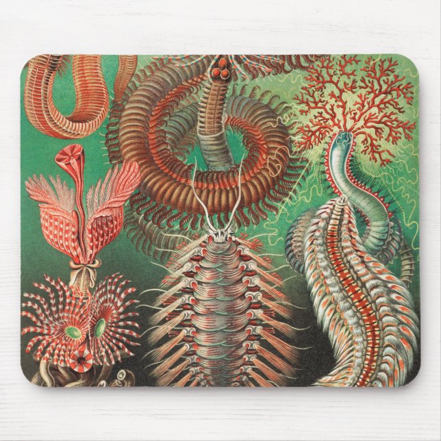 Mousepad Vermes, Annelids Chaetopoda por Ernst Haeckel (Frente)