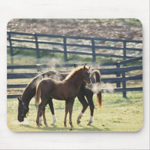 Mousepad Vermont, EUA