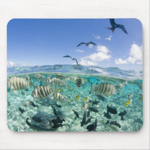 Mousepad Viagem de safári pela lagoa com arraias