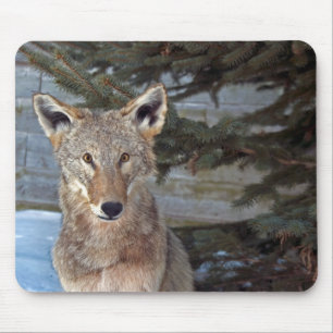 Mousepad Vida Selvagem Inverna