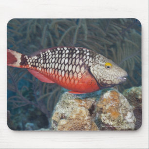 Mousepad Vida subaquática, PEIXE: um sinal de trânsito