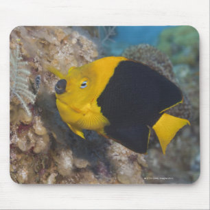 Mousepad Vida subaquática, PEIXE: Uma beleza de rocha