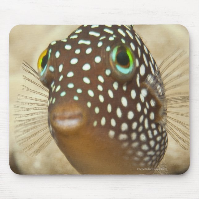 Mousepad Vida submarina; FISH: retrato estreito de um (Frente)
