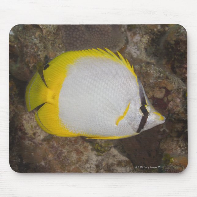Mousepad Vida Submarina, PEIXE: Caça Colorida (Frente)