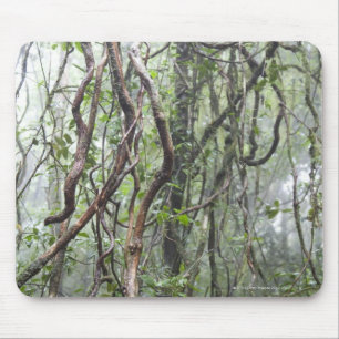Mousepad videira e ramos torcidos na floresta húmida
