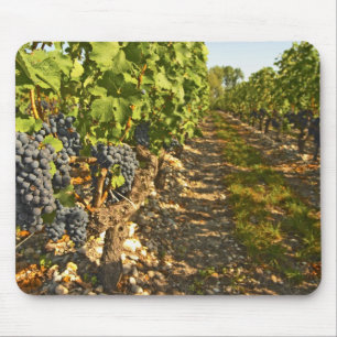 Mousepad Vinhas de Cabernet Sauvignon em uma fileira na