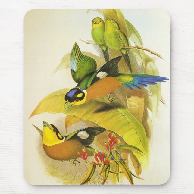 Mousepad Vintage Birds Pássaro-bico-largo-de-cauda (Frente)