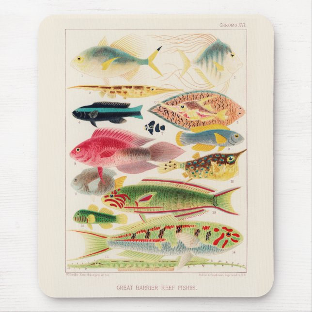 Mousepad Vintage Excelente Barrier Reef of Australia Fishes (Frente)