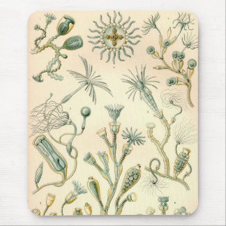 Mousepad Vintage Haeckel