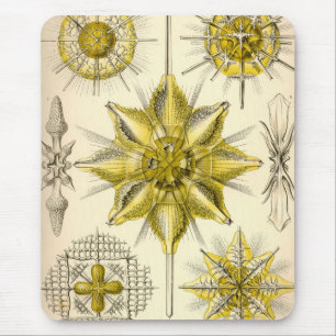 Mousepad Vintage Haeckel
