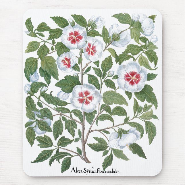 Mousepad Vintage Hibiscus Flowers by Basilius Besler (Frente)