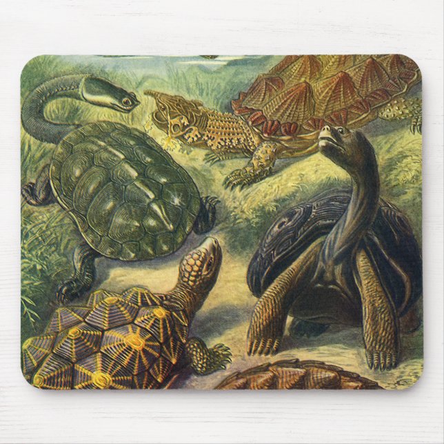 Mousepad Vintage Land Tortoise Sea Turtles por Ernst Haecke (Frente)