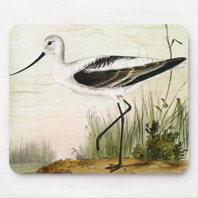 Mousepad Vintage Marine Life Shorebird , aves evitadas (Frente)
