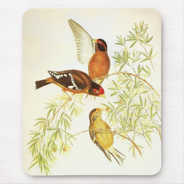 Mousepad Vintage Tentilhão Empolado Aves (Frente)