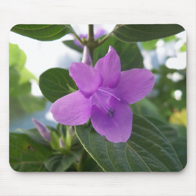 Mousepad Violeta roxa filipina (Frente)