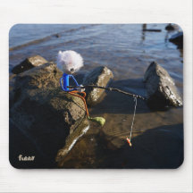 Vissende Fubby op een steen.