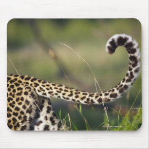 Mousepad Vista da cauda dos leopardos (pardus do Panthera),