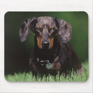 Mousepad Vista de Dachshund de cor malhada