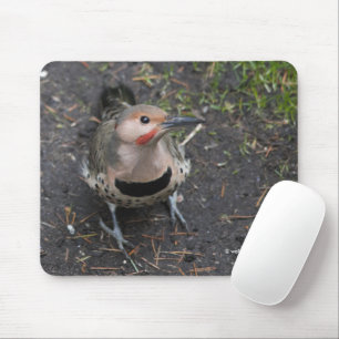 Mousepad Vista de Pássaro do Pica-Pau Norte