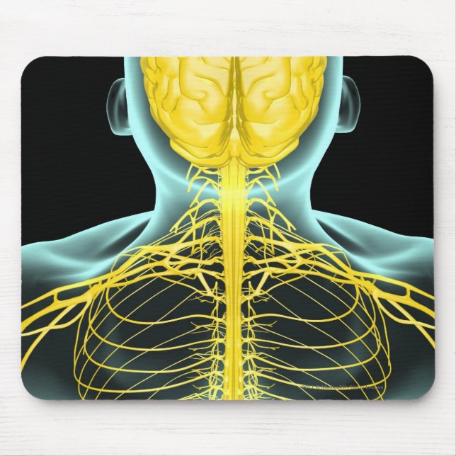Mousepad Vista dos nervos na parte superior do corpo de (Frente)