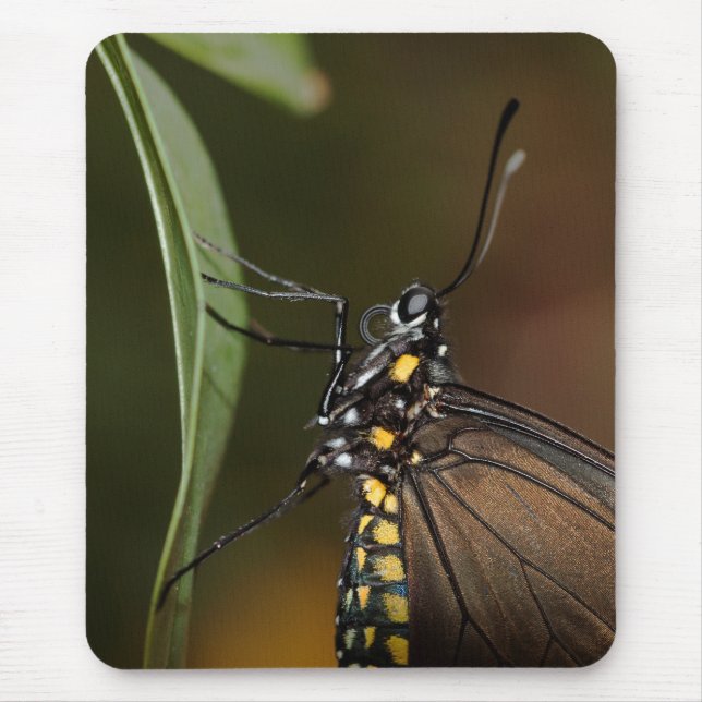 Mousepad Vista lateral de uma asa longa (Frente)
