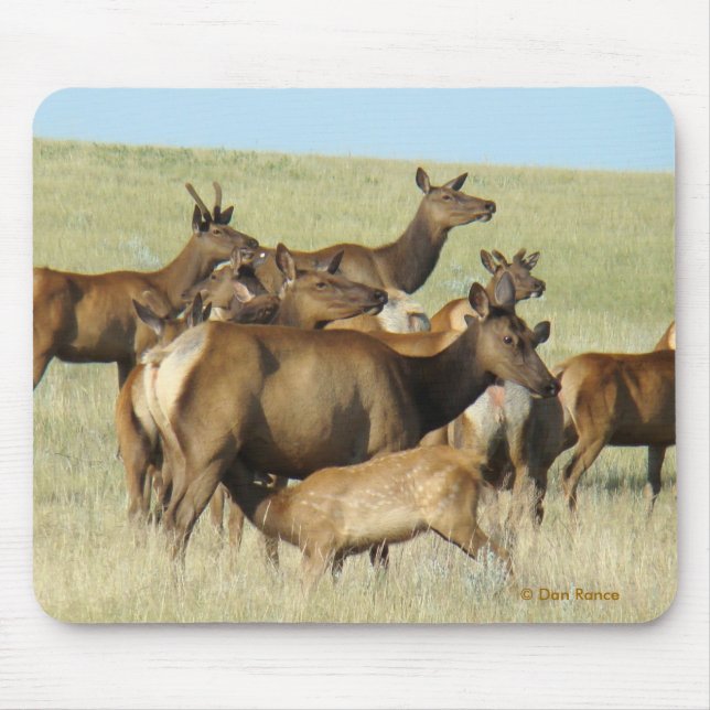 Mousepad Vitela de alimentação dos alces da vaca E7 (Frente)