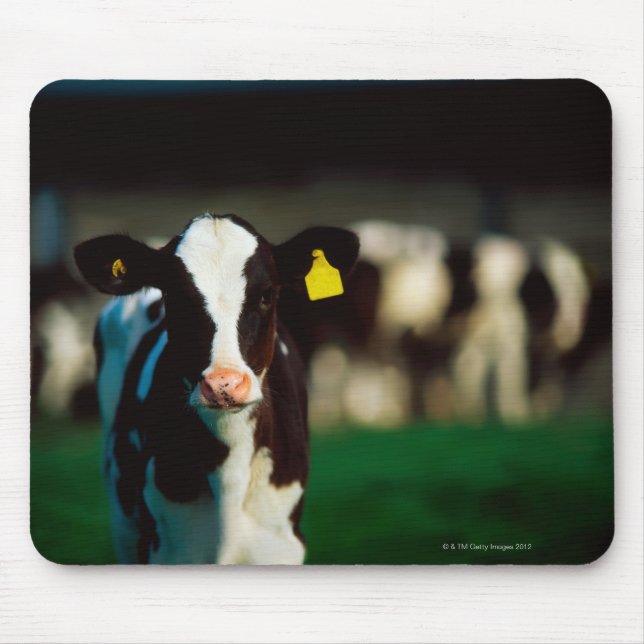Mousepad Vitelo Holstein-Frísia (Frente)