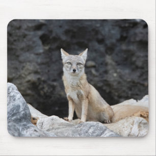 Mousepad Vulpes corsac